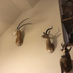 Impala,  Scimitar Oryx & Blesbok Shoulder Mount Taxidermy