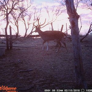 Texas Trail Cam Pictures Axis Deer