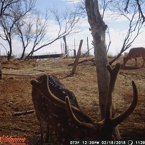 Texas Trail Cam Pictures Axis Deer