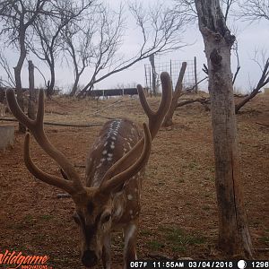 Axis Deer Trail Cam Pictures Texas