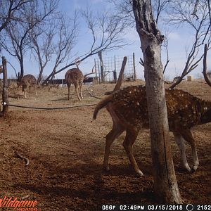 Trail Cam Pictures of Axis Deer Texas