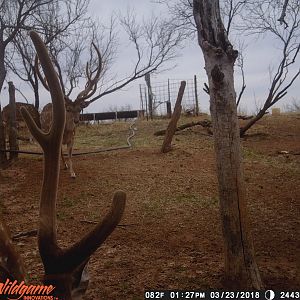 Axis Deer Trail Cam Pictures Texas