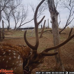 Axis Deer Trail Cam Pictures Texas