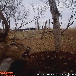 Trail Cam Pictures of Axis Deer Texas