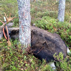 Hunt Moose in Sweden