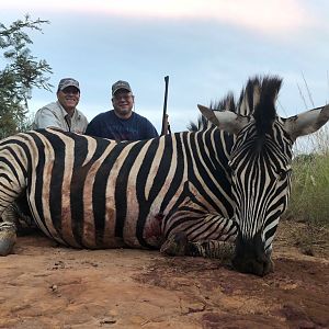 South Africa Hunt Burchell's Plain Zebra