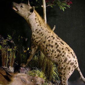 "Confrontation" Leopard / Hyena over Bushpig Full Mount Taxidermy