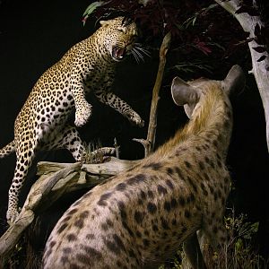 "Confrontation" Leopard / Hyena over Bushpig Full Mount Taxidermy
