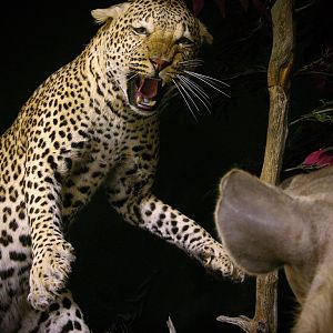 "Confrontation" Leopard / Hyena over Bushpig Full Mount Taxidermy