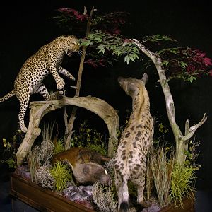 "Confrontation" Leopard / Hyena over Bushpig Full Mount Taxidermy