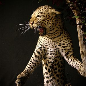 "Confrontation" Leopard / Hyena over Bushpig Full Mount Taxidermy Close Up