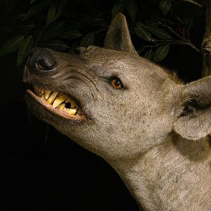 "Confrontation" Leopard / Hyena over Bushpig Full Mount Taxidermy Close Up