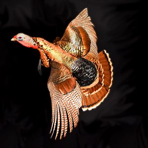 Turkey Full Mount Taxidermy