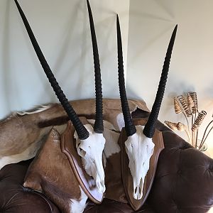 Gemsbok European Skull Mount Taxidermy