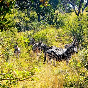 Burchell's Plain Zebra