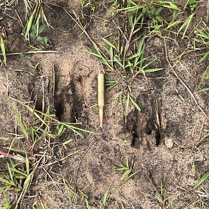 Sitatunga Tracks Uganda