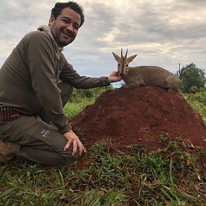 Bush Duiker Hunting in Uganda