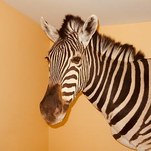 Burchell's Plain Zebra Shoulder Mount Taxidermy