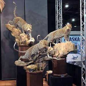 Leopard Full Mount Taxidermy