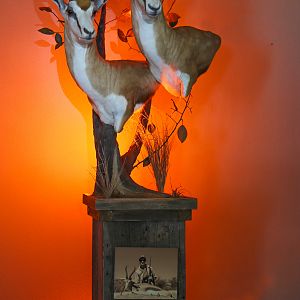 Double Springbok Shoulder Mount Pedestal