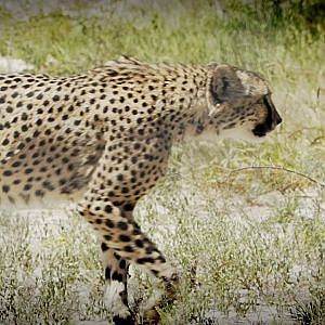 Hunting in Namibia