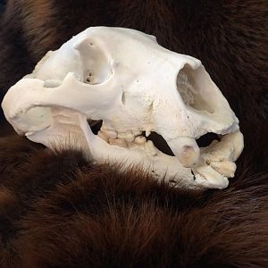 Bear Skull Taxidermy