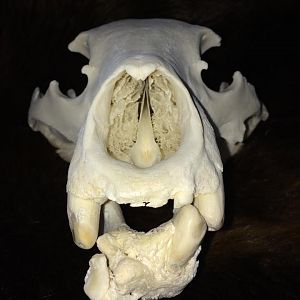 Bear Skull Taxidermy