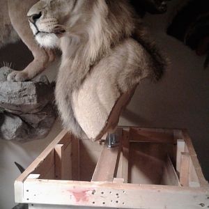 Lion Shoulder Mount Taxidermy