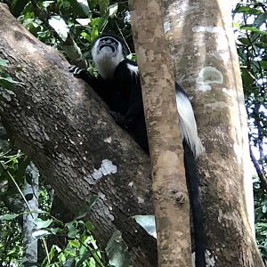 Colobus Monkey in Uganda