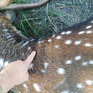 Axis Deer Hunt in Argentina