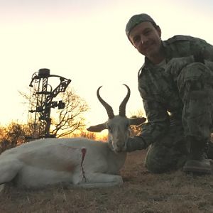 South Africa Bow Hunt White Springbok