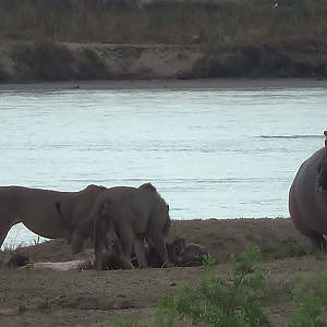 Lion vs. Hippo