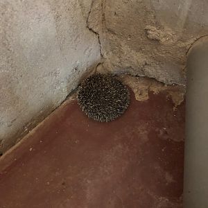 Hedgehog curled up in a corner