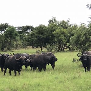 Cape Buffalo Herd Uganda