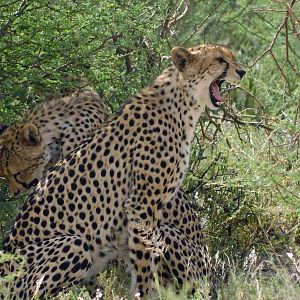 2018 father & sons safari, Cheetah sighting