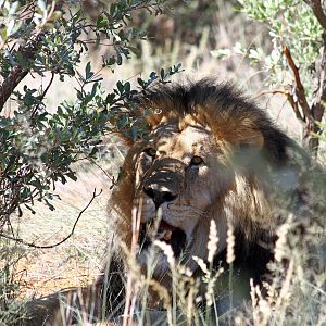 2018 Father and sons safari, Big male Lion