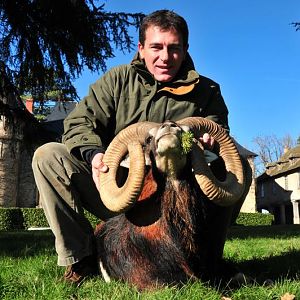 Mouflon Hunting in France