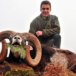 Mouflon Hunt in France