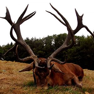 France Hunting Red Stag