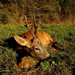 Huntng Roe Deer France
