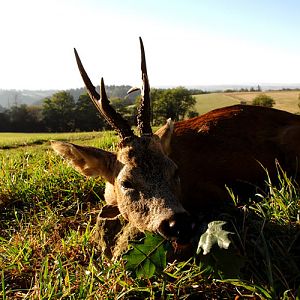 France Hunt Roe Deer