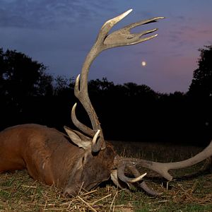 Red Stag Hunt in France