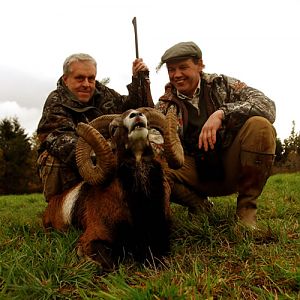 Hunting Mouflon France