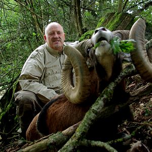 Mouflon Hunt in France