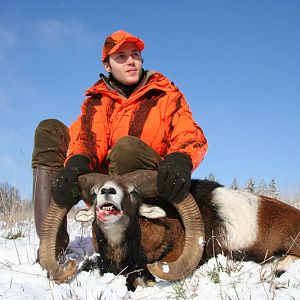 France Hunting Mouflon