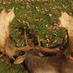 France Hunt Fallow Deer