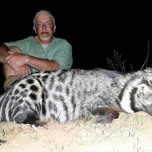 African Civet Cat Hunting South Africa