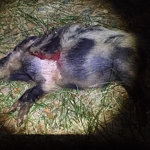 Sweden Hunting Boar