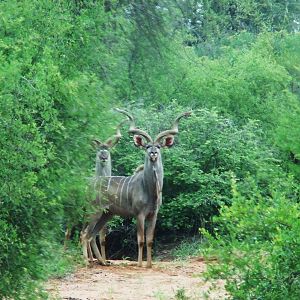 Kudu South Africa