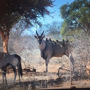 Gemsbok & Eland South Africa